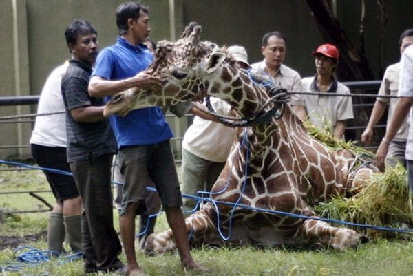 Un zoo dénoncé après la mort d'une girafe 