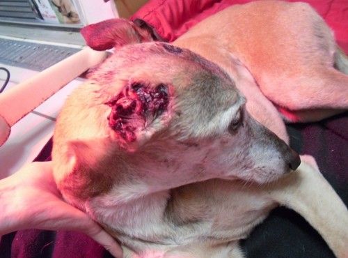 SON OREILLE A ÉTÉ ENTIÈREMENT COUPÉE - image pour couper SON OREILLE A ÉTÉ ENTIÈREMENT COUPÉE - image pour couper