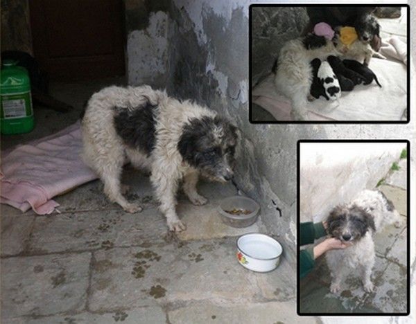 La chienne CANDY et ses bébés sauvés !
