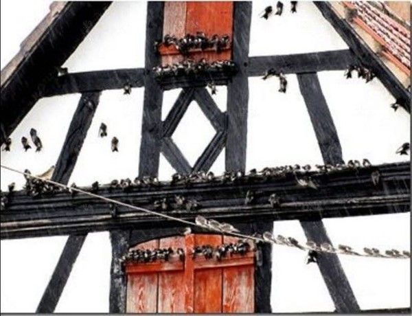 La migration des hirondelles perturbée 