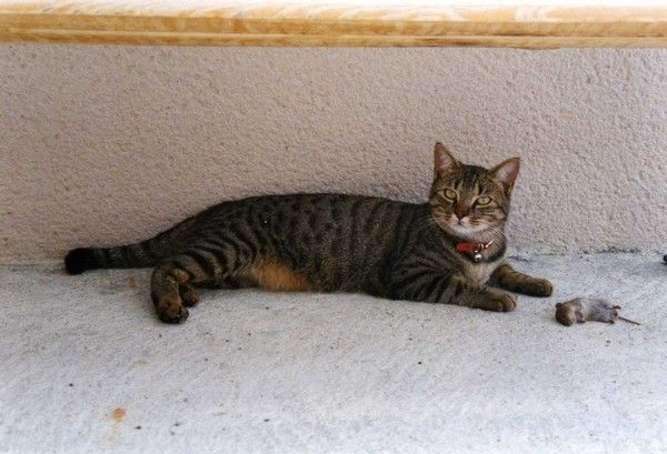 VRAI ou FAUX ? Chat siamois - es ce vrai que les siamois naisse blanc