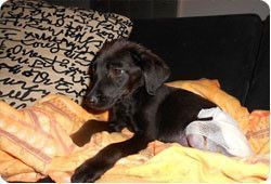 Un chiot survit à de graves brûlures