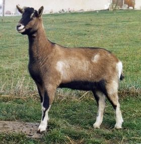 MA-CHEVRE-CANDY.jpg