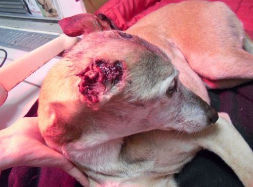 SON OREILLE A ÉTÉ ENTIÈREMENT COUPÉE SON OREILLE A ÉTÉ ENTIÈREMENT COUPÉE